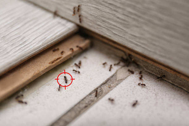 Best Mosquito Control Services  in Tea, SD